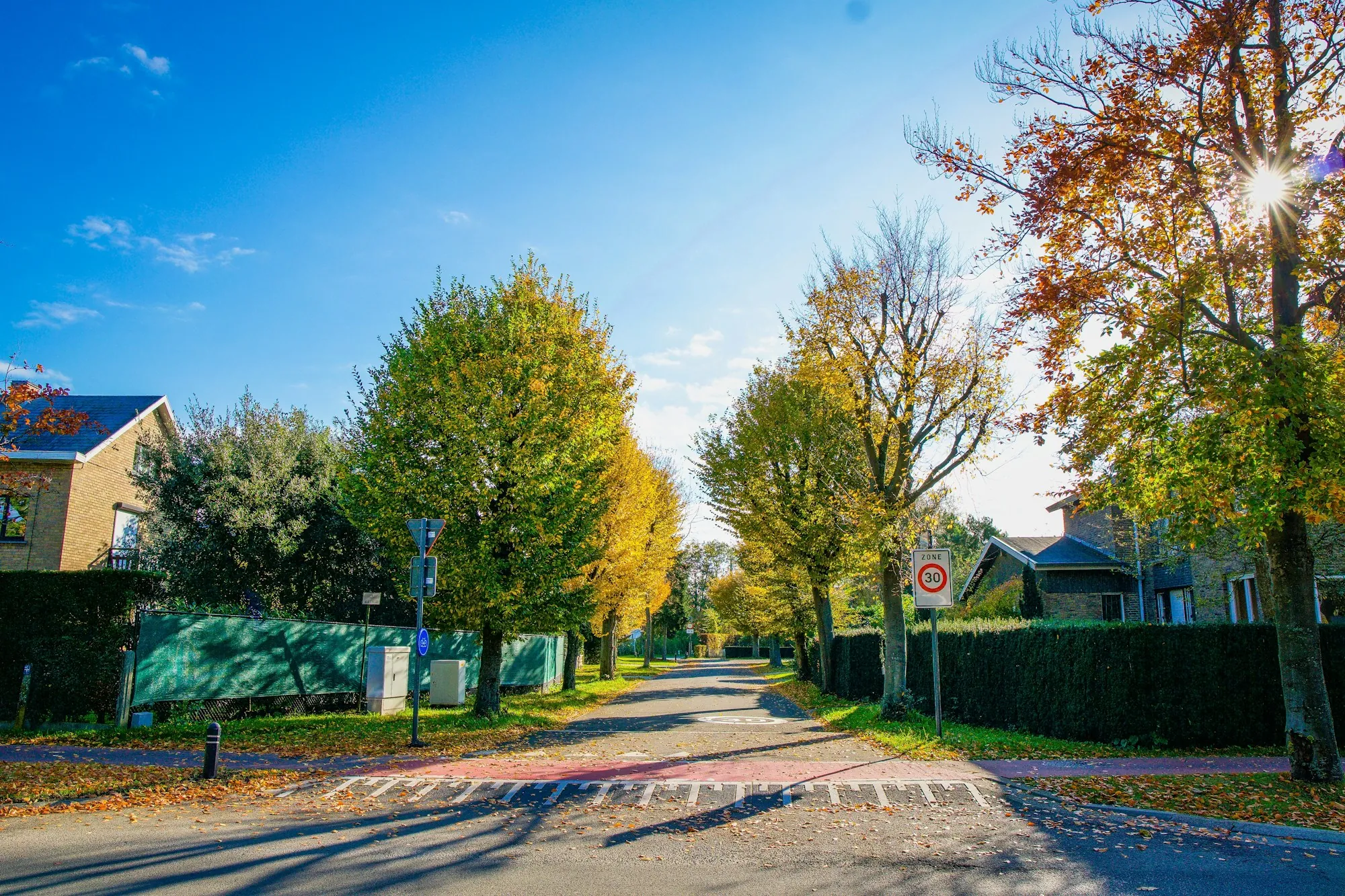 Tree-lined residential road under a blue sky